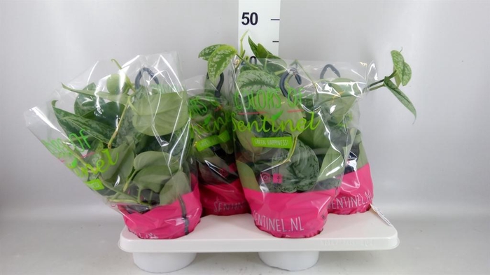 <h4>Scindapsus pictus 'Trebie'</h4>