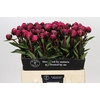 Paeonia Kansas