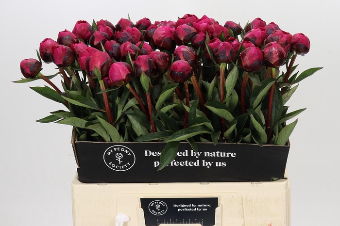 <h4>Paeonia Kansas</h4>