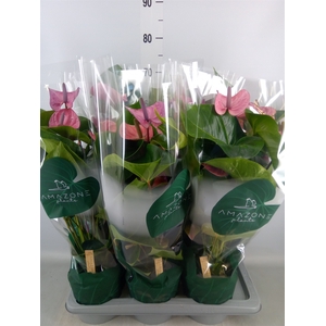Anthurium andr. 'Cavalli'