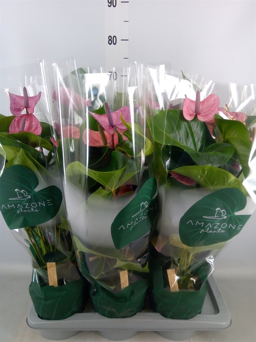 <h4>Anthurium andr. 'Cavalli'</h4>