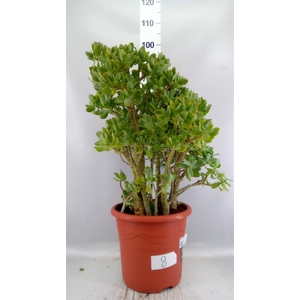 Crassula arborescens