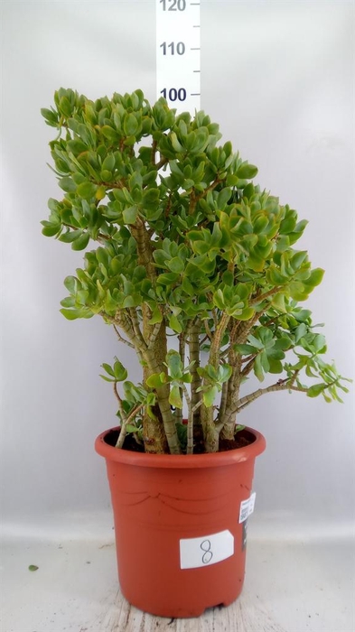 <h4>Crassula arborescens</h4>