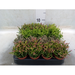 Rhipsalis   ...mix
