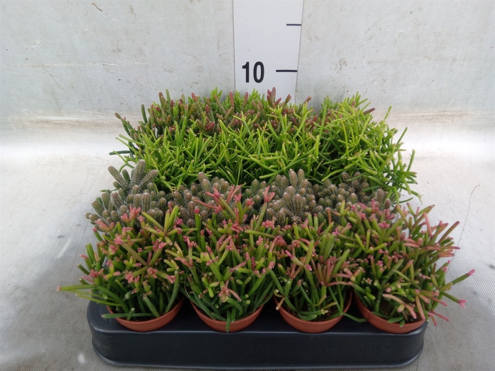 <h4>Rhipsalis   ...mix</h4>