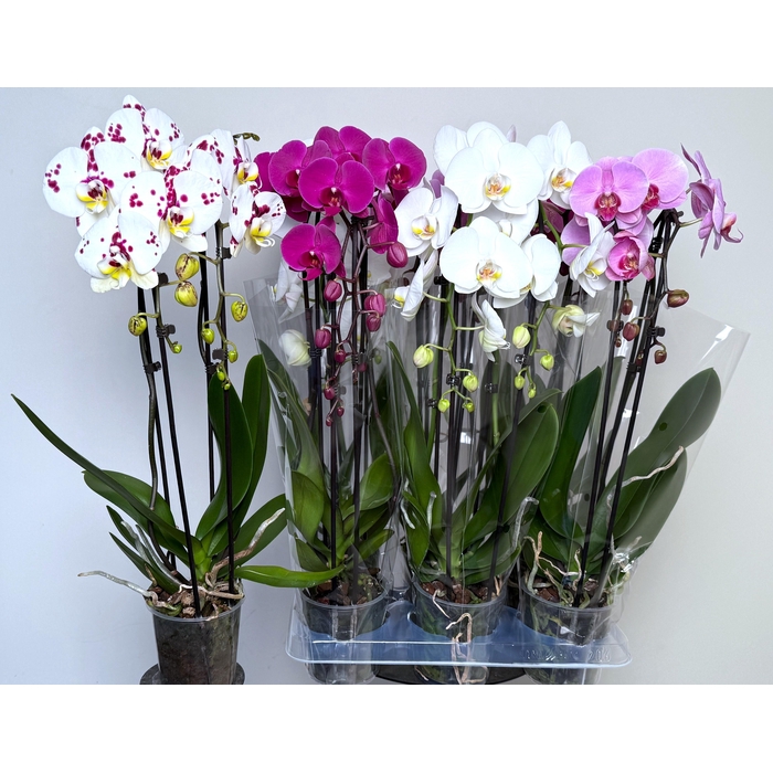 <h4>PHAL EL CASCADE</h4>