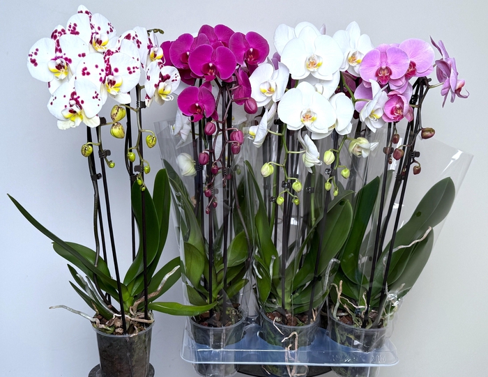 PHAL EL CASCADE