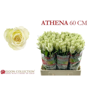 R Gr Athena Elgon