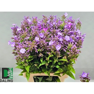 Phlox Amethyst Purple