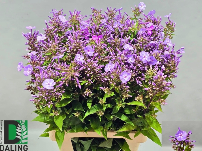 <h4>Phlox Amethyst Purple</h4>