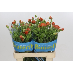 Ranunculus Butterfly Minoan