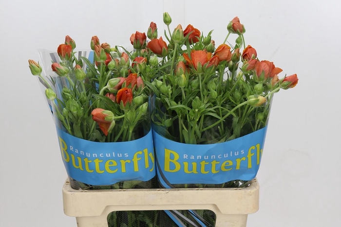 <h4>Ranunculus Butterfly Minoan</h4>
