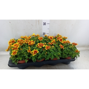 Bidens fer. 'Beedance Painted Yell'