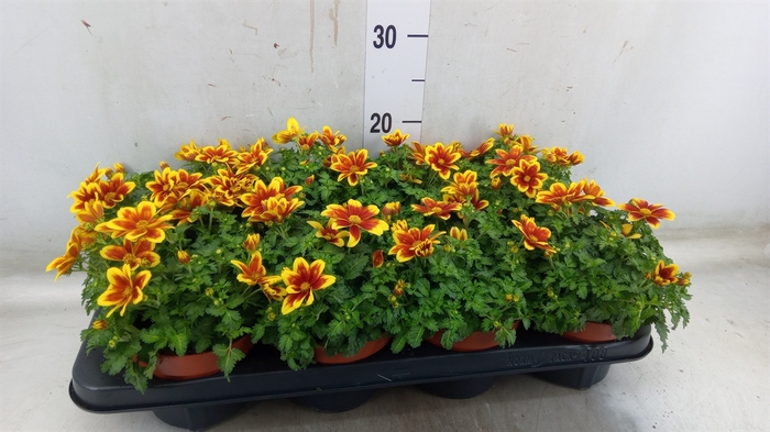 <h4>Bidens fer. 'Beedance Painted Yell'</h4>