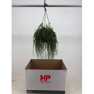 RHIPSALIS OV