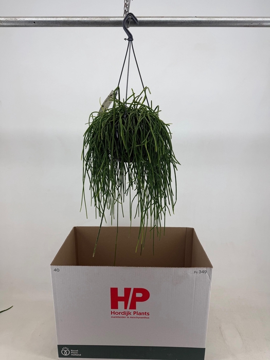 <h4>RHIPSALIS OV</h4>