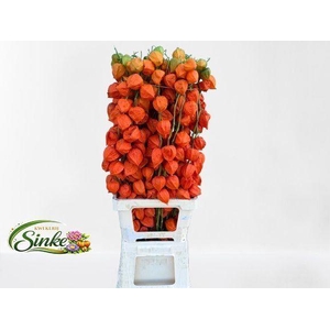 PHYSALIS LAMPION (TAK)