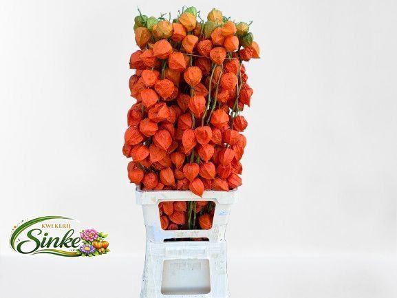 <h4>PHYSALIS LAMPION (TAK)</h4>