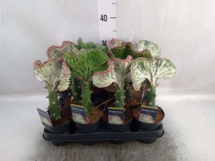 <h4>Euphorbia lactea 'Cristata'</h4>