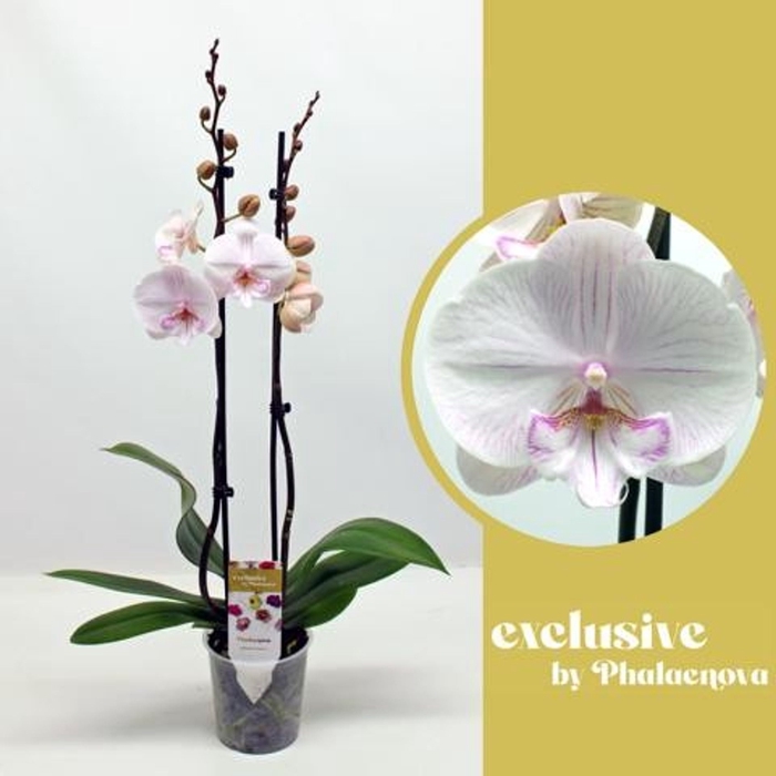 <h4>Phalaenopsis wit meer takken</h4>