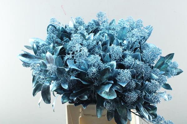 <h4>Skimmia Kl Ice Blue + Glitter</h4>