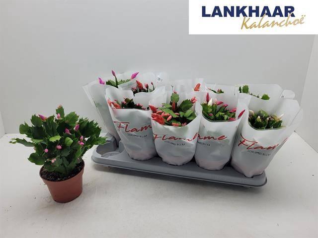 <h4>SCHLUMB FLAME GEM</h4>