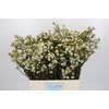 Chamelaucium Carlys White