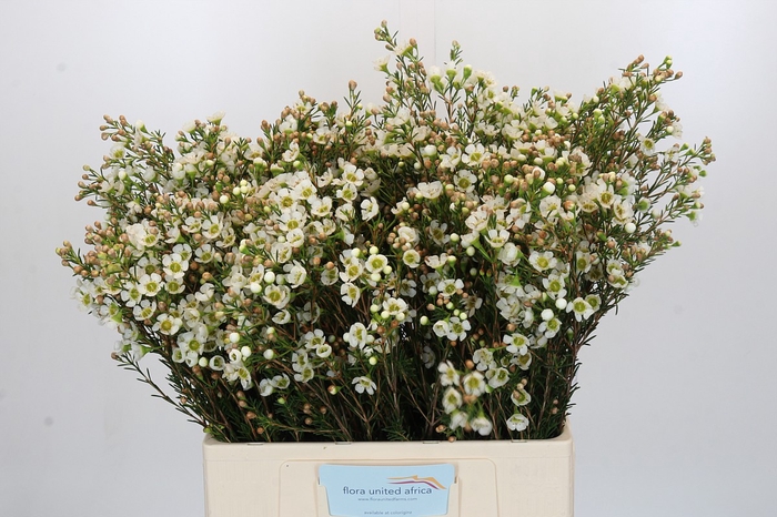 Chamelaucium Carlys White