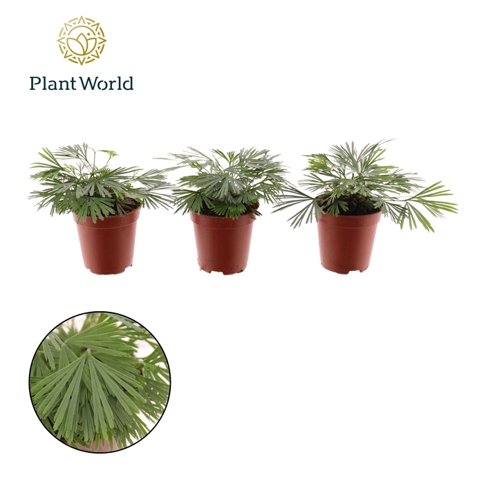 <h4>Tiny Actiniopteris australis</h4>