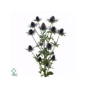Eryngium aquarius