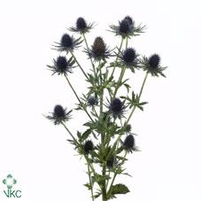 <h4>Eryngium aquarius</h4>