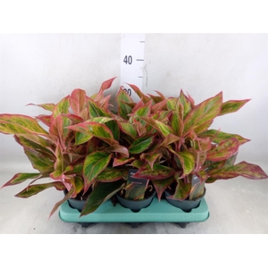 Aglaonema   ...