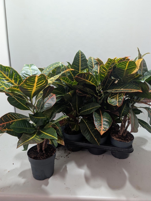 <h4>COD GR PETRA</h4>