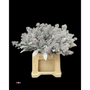 Skimmia White