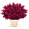 Quercus Preserved Cerise (oak,eik)