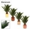 Cycas revoluta