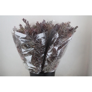 Mimosa Luna D'argento Abs Red P Bunch