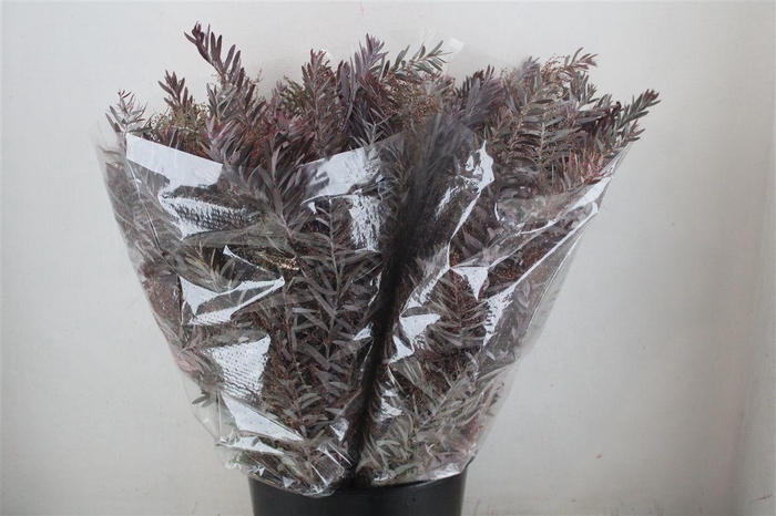 <h4>Mimosa Luna D'argento Abs Red P Bunch</h4>