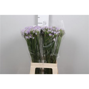 Trit Violet Queen