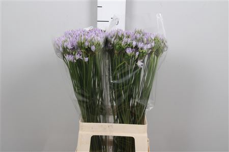 <h4>Trit Violet Queen</h4>