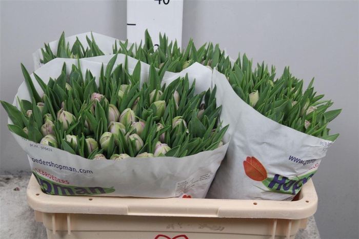 <h4>Tu Du Katinka</h4>