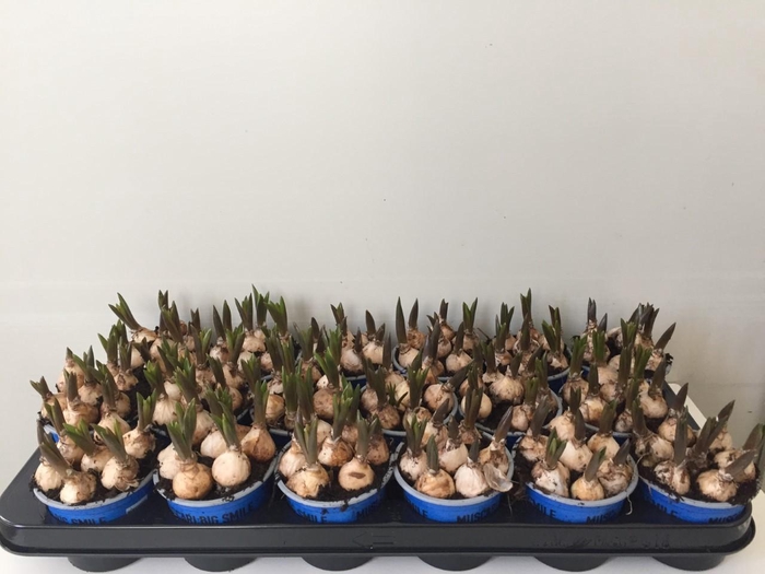 <h4>Muscari Big Smile</h4>