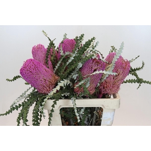 Banksia Speciosa Pink