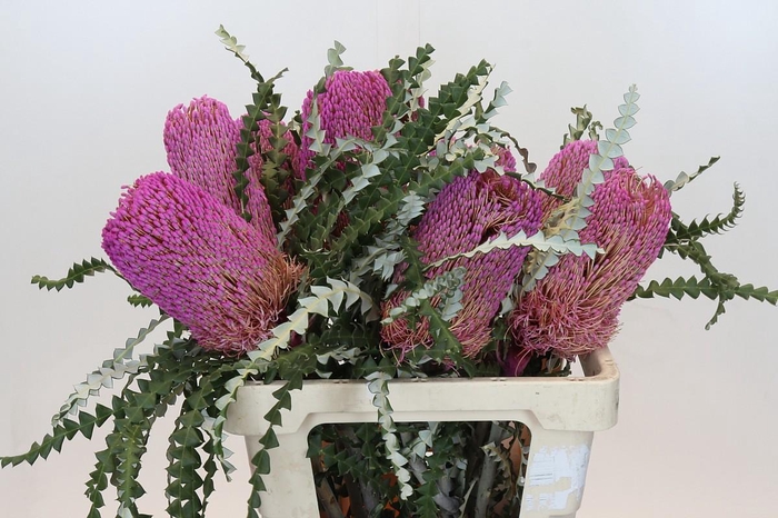 <h4>Banksia Speciosa Pink</h4>