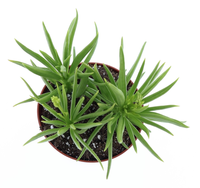 <h4>Peperomia fereirae 'Happy-Bean'</h4>