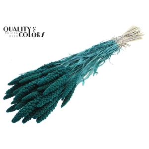 Gierst per bunch Intense Turquoise