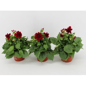 Dahlia Dahlietta bordeaux Patty