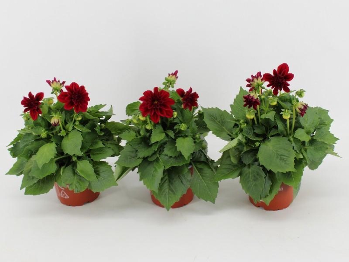<h4>Dahlia Dahlietta bordeaux Patty</h4>