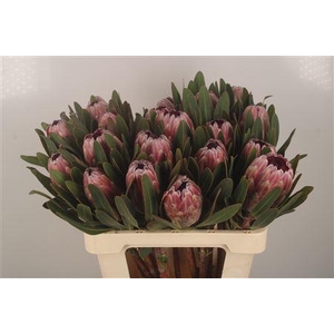 Protea Pink Ice