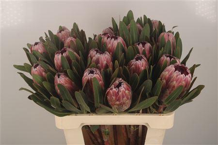 <h4>Protea Pink Ice</h4>
